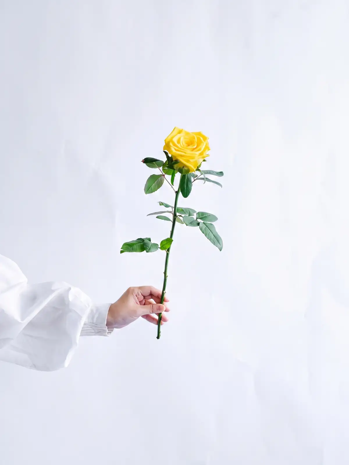 ミモザ・アカシア特集｜花の仕入れを簡単に。花材の卸通販｜ハナイチ
