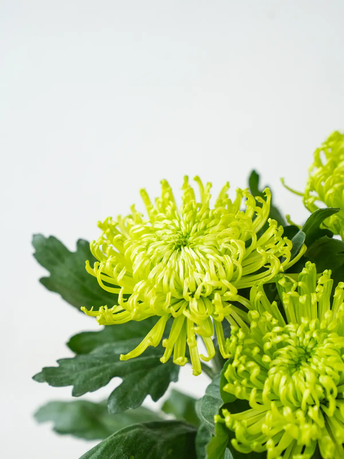 お盆の花材セット パープル&ホワイト｜花の仕入れを簡単に。花材の