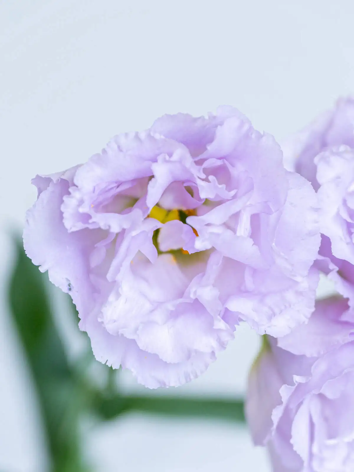 お盆の花材セット パープル&ホワイト｜花の仕入れを簡単に。花材の