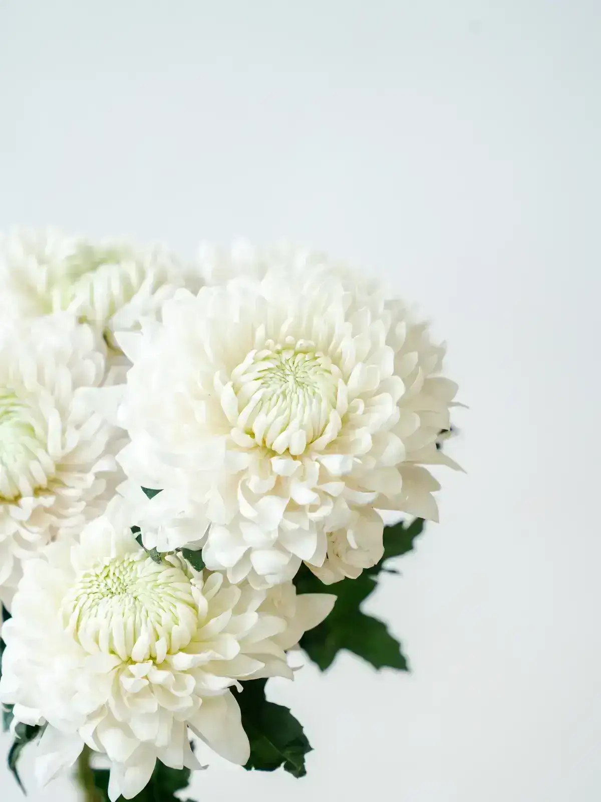 お盆の花材セット パープル&ホワイト｜花の仕入れを簡単に。花材の
