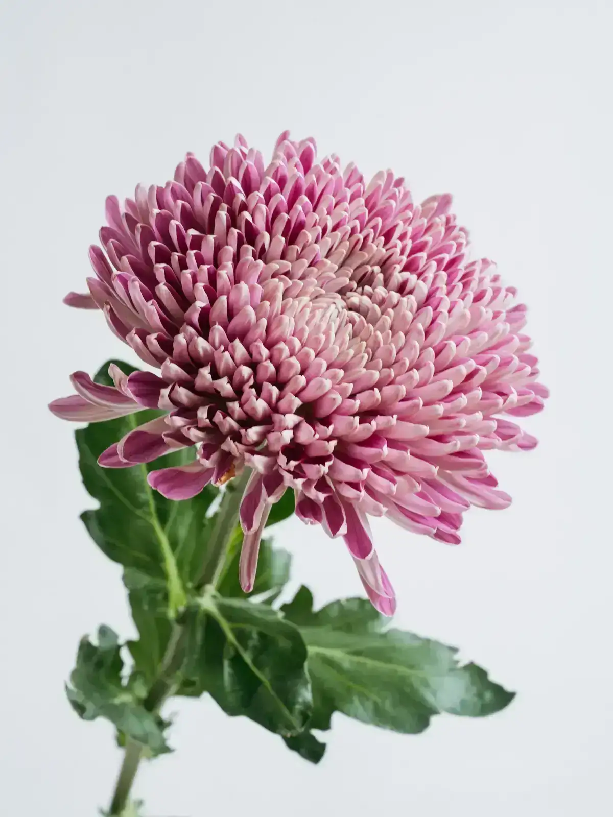 お盆の花材セット パープル&ホワイト｜花の仕入れを簡単に。花材の