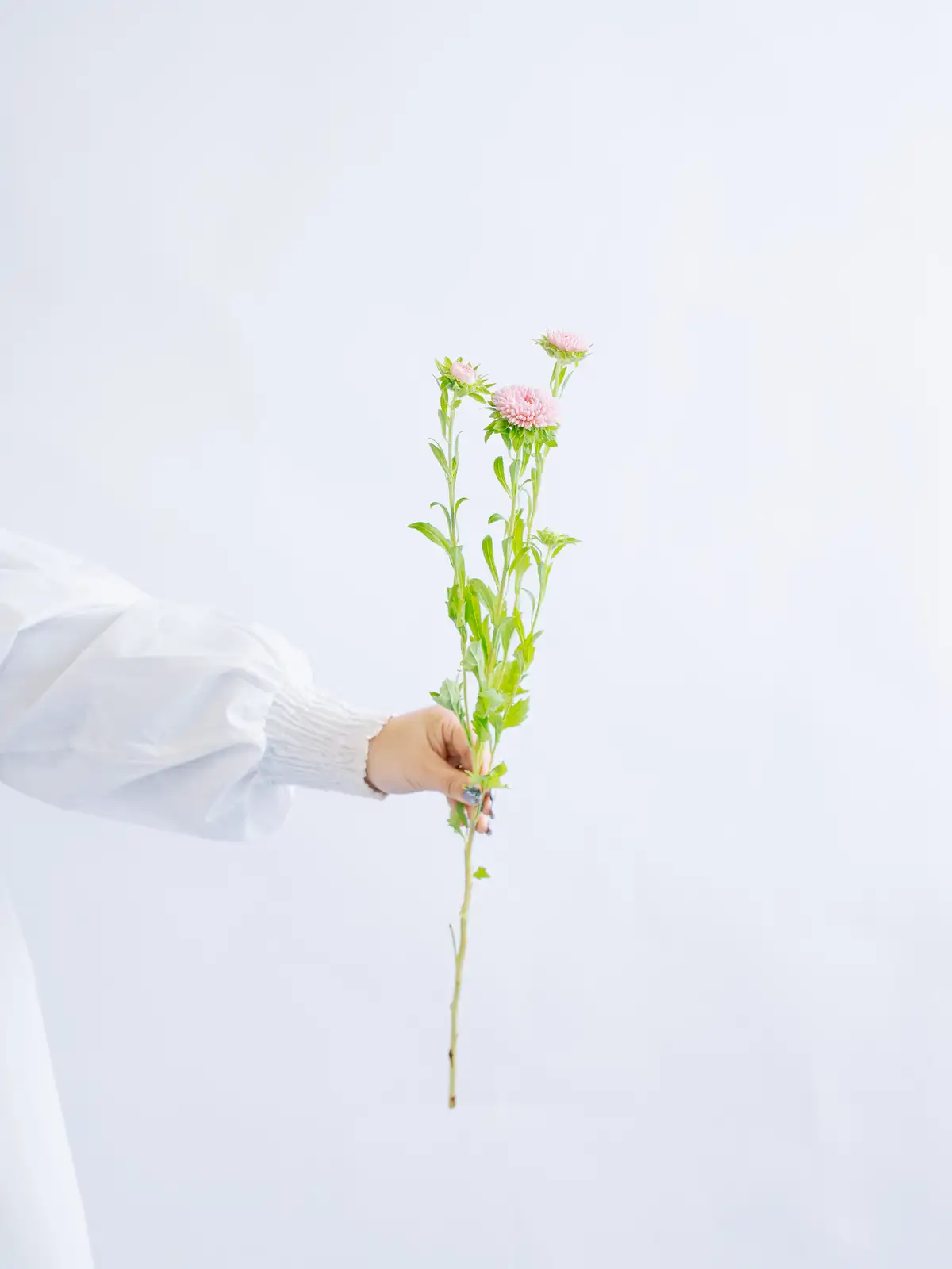 ロシアンオリーブ（緑）90cm｜花の仕入れを簡単に。花材の卸通販｜ハナイチ