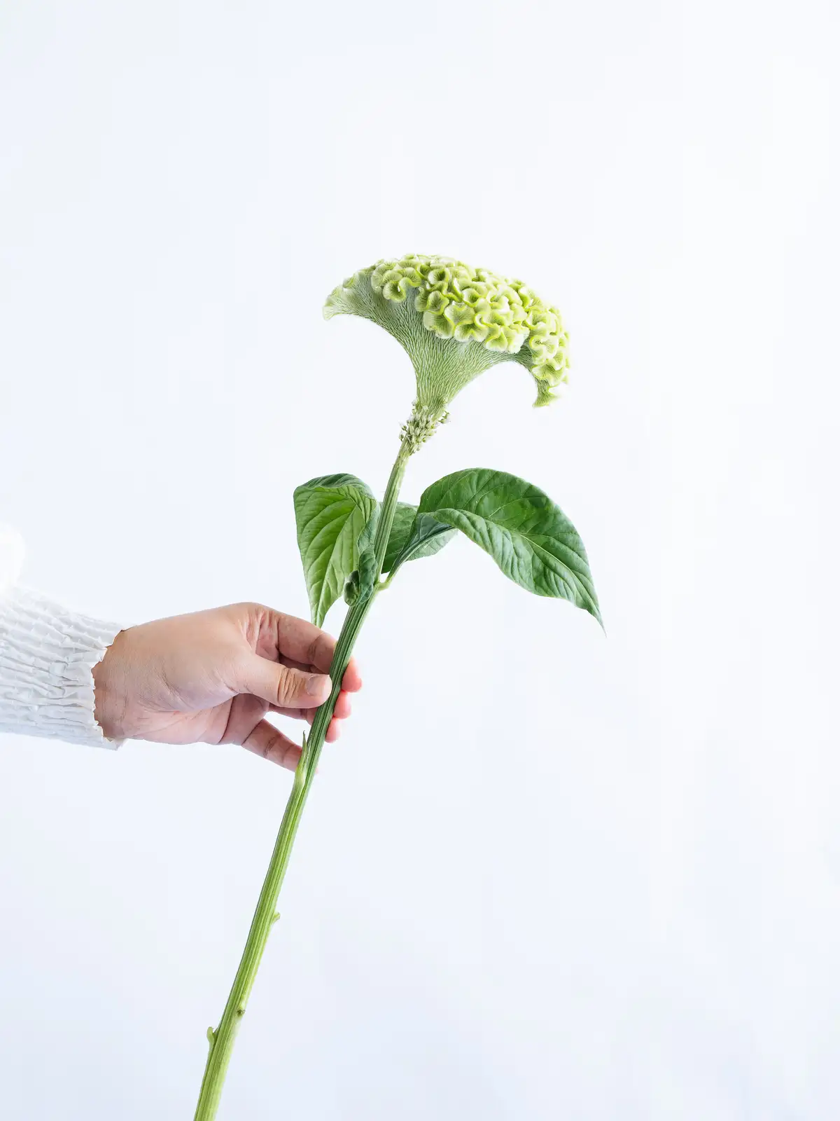 ボンベイケイトウ（緑）アスカセレクトグリーン｜花の仕入れを簡単に