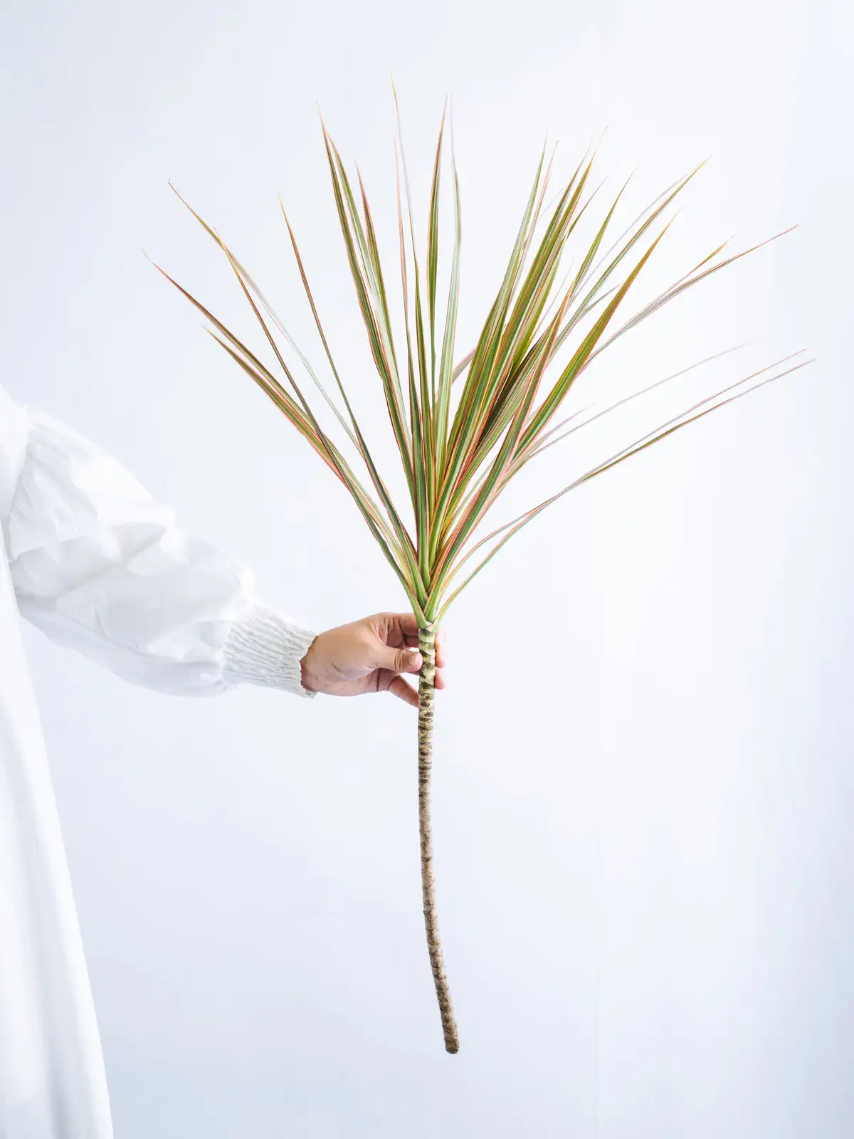 ドラセナ（緑）おまかせ品種｜花の仕入れを簡単に。花材の卸通販｜ハナイチ