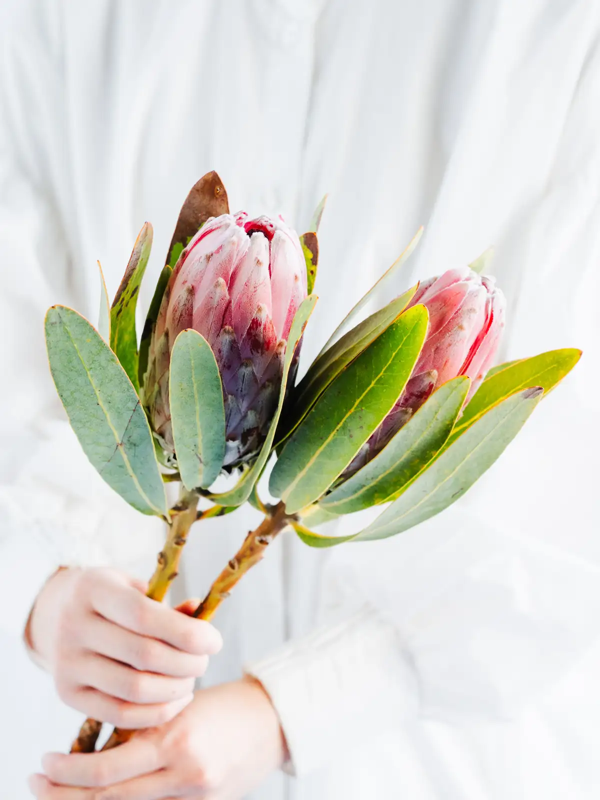プロテア（ピンク）キングプロテア｜花の仕入れを簡単に。花材の卸通販