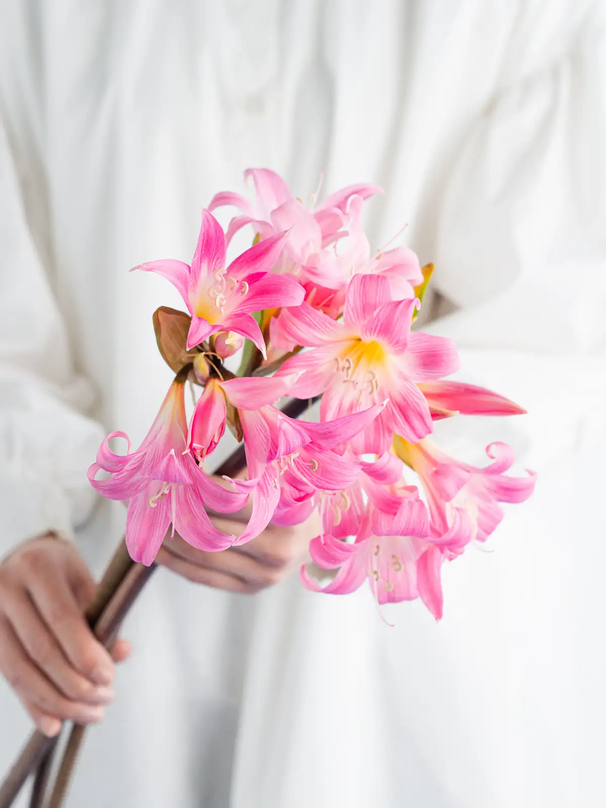 ダリア（ピンク）ひなた｜花の仕入れを簡単に。花材の卸通販｜ハナイチ