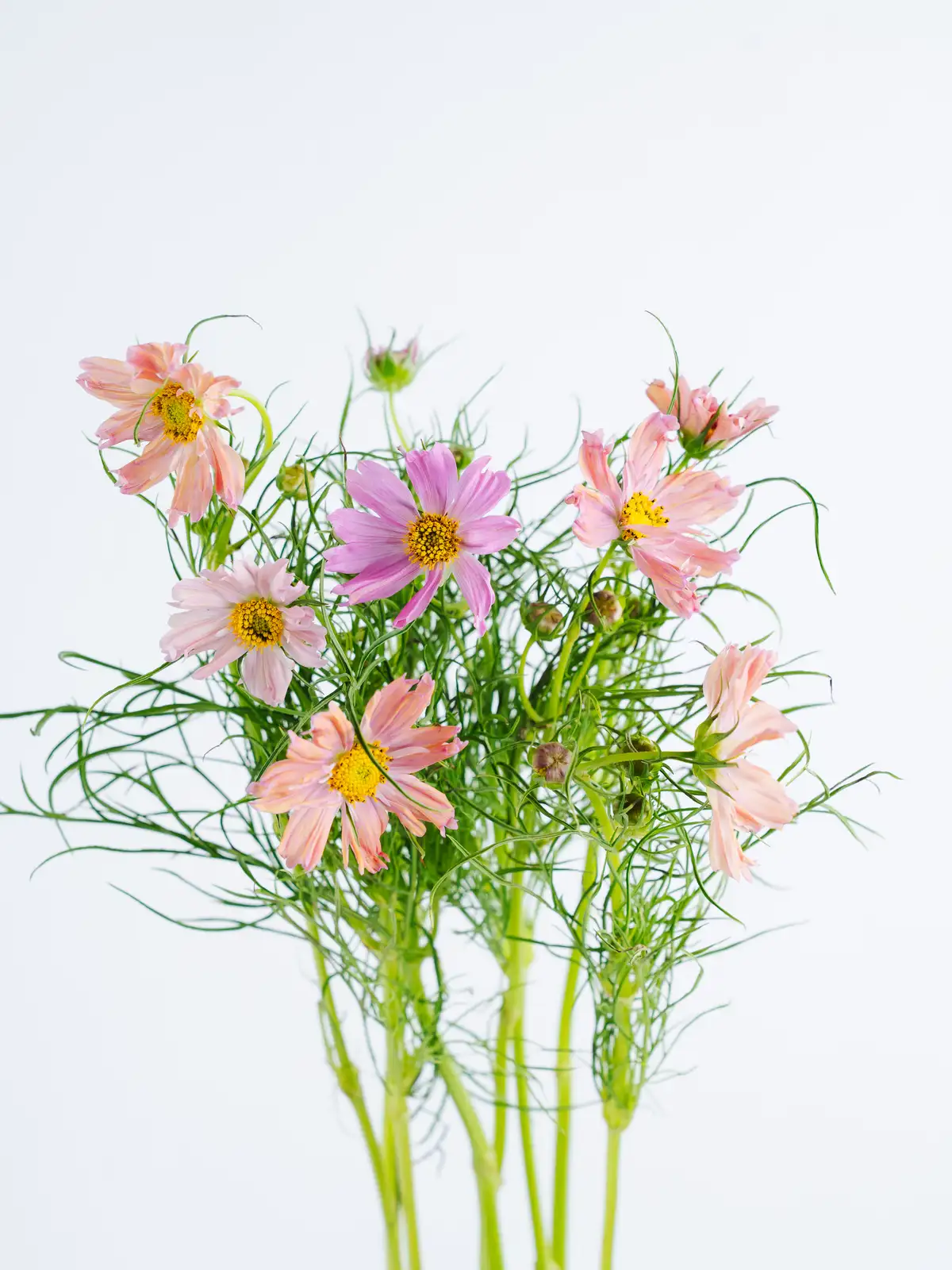 タイムセール】コスモス（ピンク）｜花の仕入れを簡単に。花材の卸通販