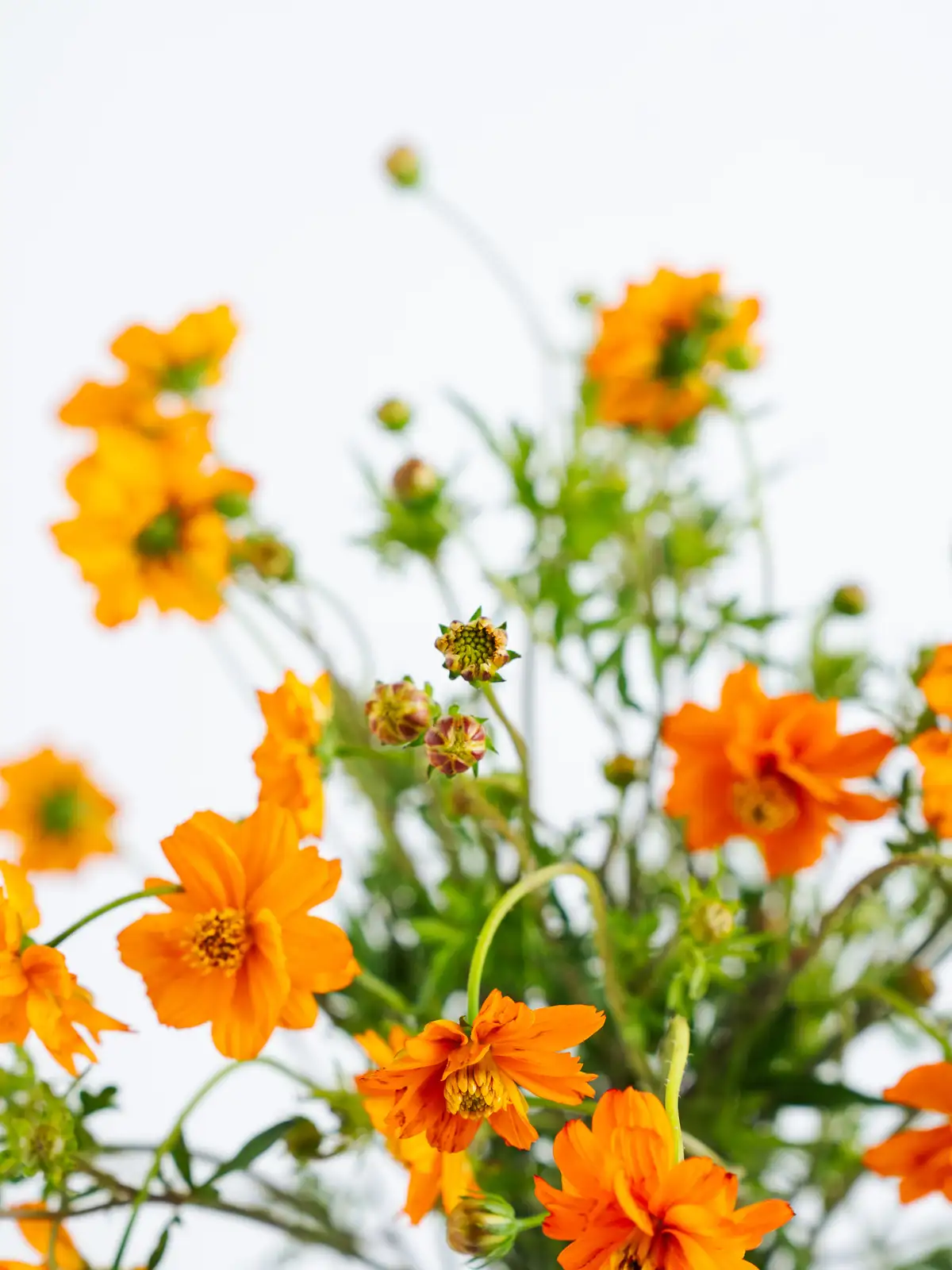 コスモス（オレンジ）おまかせ品種｜花の仕入れを簡単に。花材の卸通販