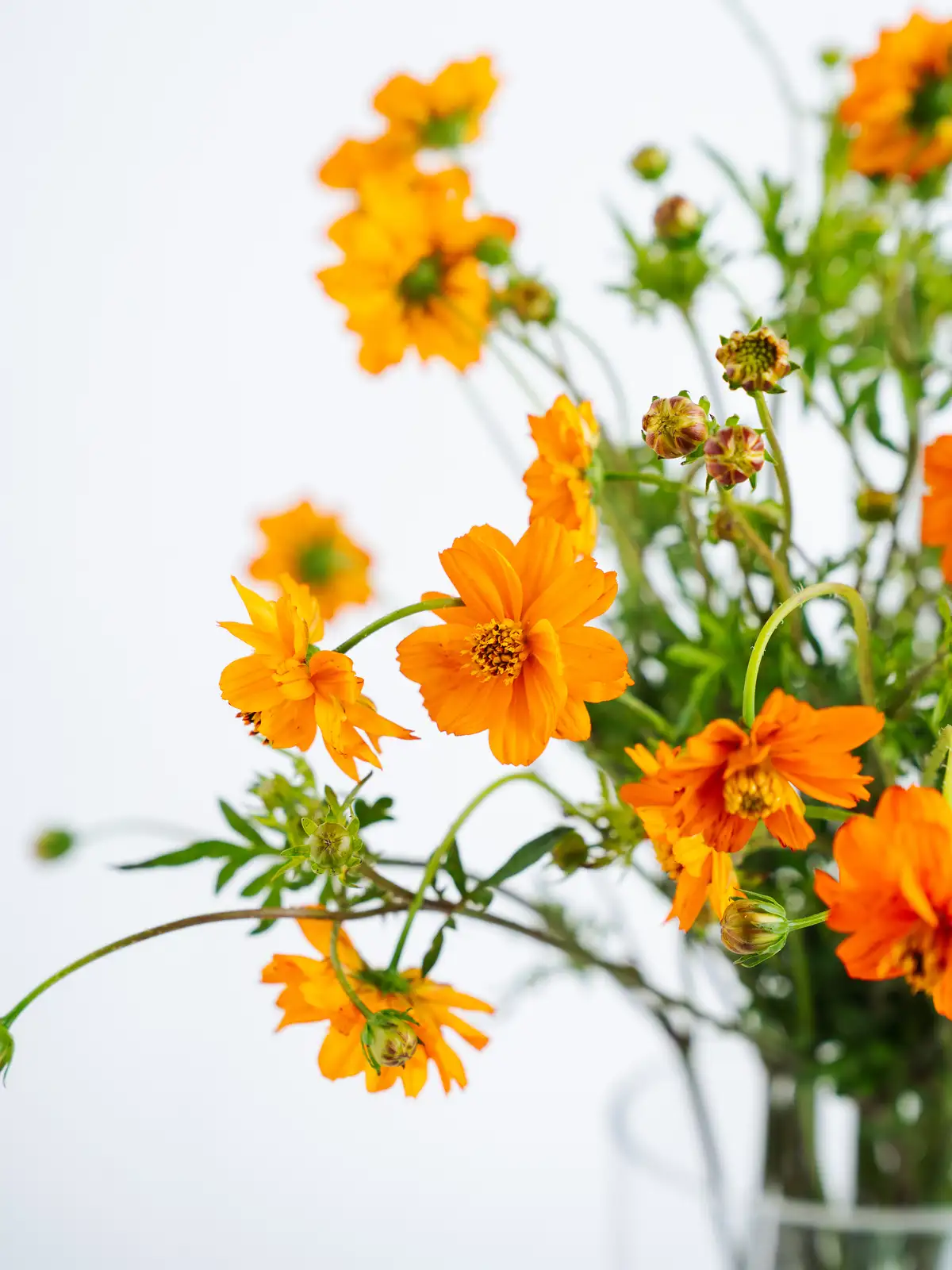 タイムセール】コスモス（オレンジ）｜花の仕入れを簡単に。花材の卸