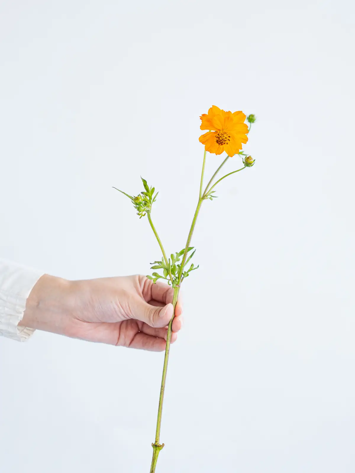 コスモス（オレンジ）おまかせ品種｜花の仕入れを簡単に。花材の卸通販