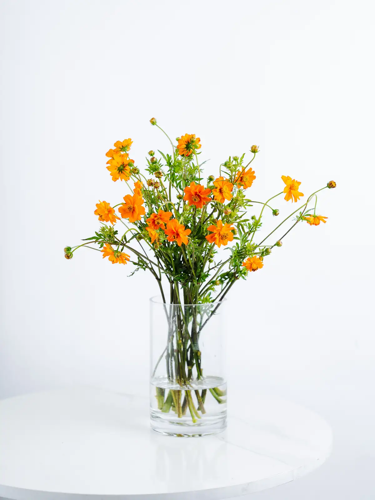 タイムセール】コスモス（オレンジ）｜花の仕入れを簡単に。花材の卸