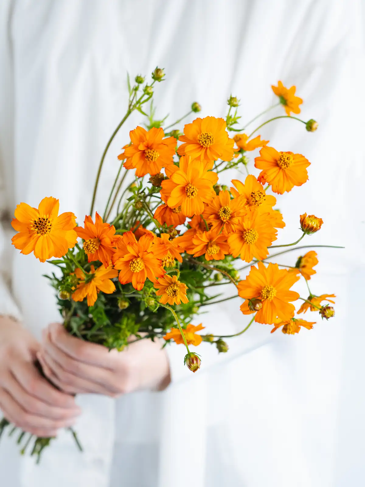 コスモス（オレンジ）おまかせ品種｜花の仕入れを簡単に。花材の卸通販