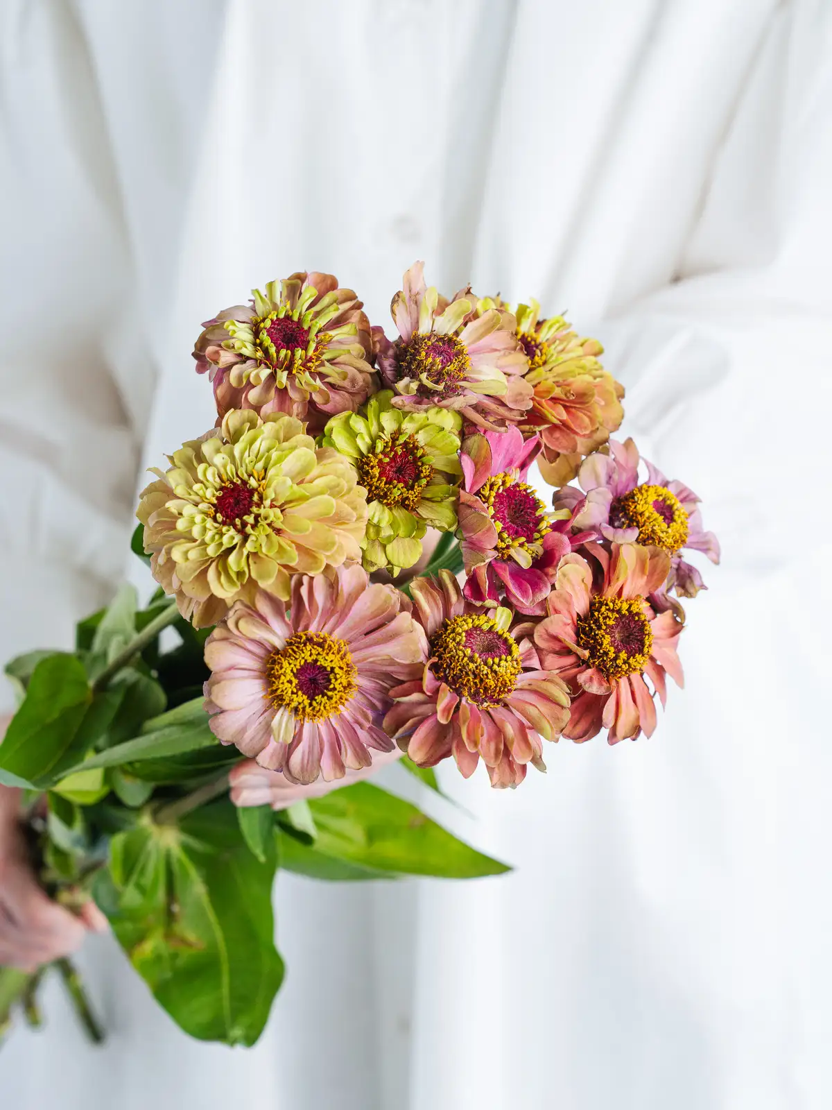 赤のジニア一覧｜花の仕入れを簡単に。花材の卸通販｜ハナイチ
