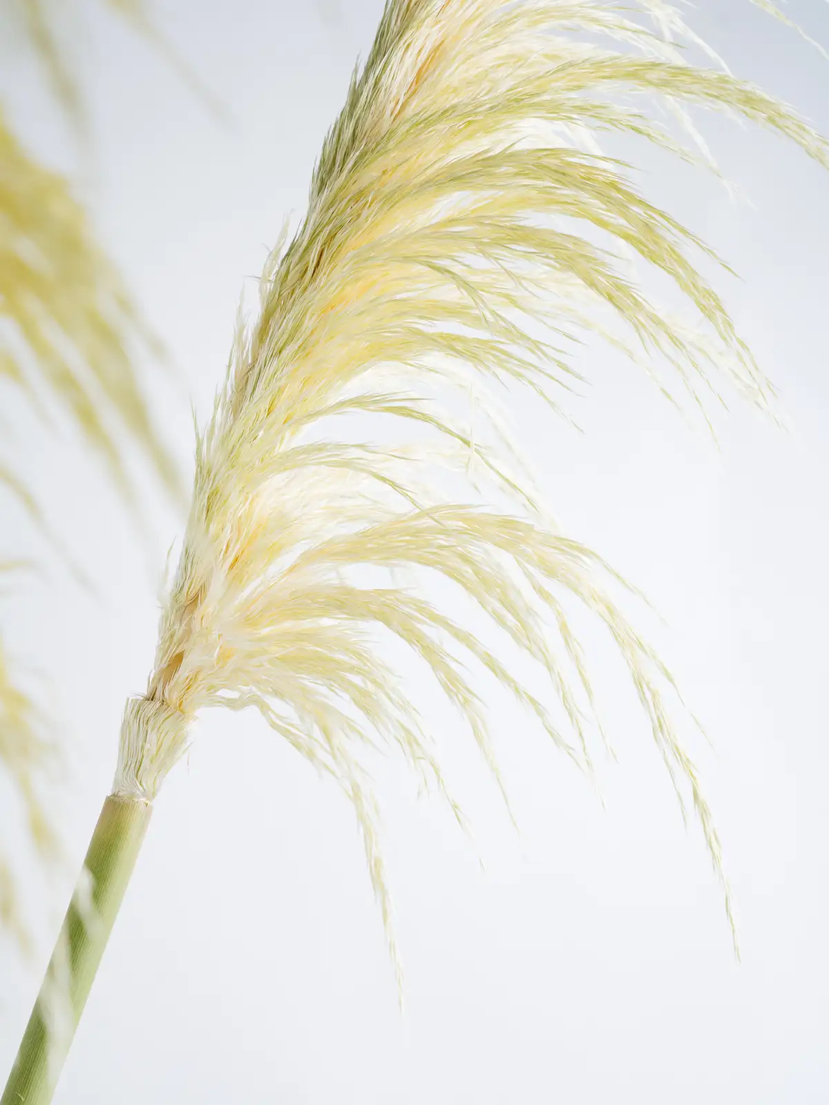 パンパスグラス（茶色）晩生｜花の仕入れを簡単に。花材の卸通販｜ハナイチ