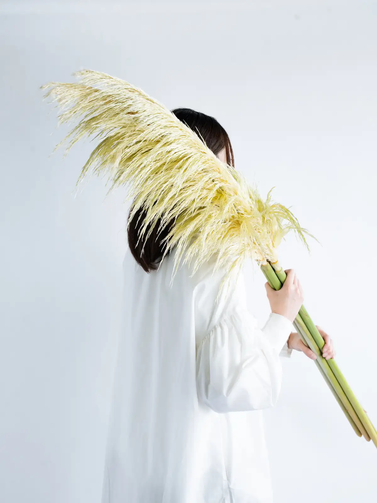 パンパスグラス（茶色）晩生｜花の仕入れを簡単に。花材の卸通販｜ハナイチ
