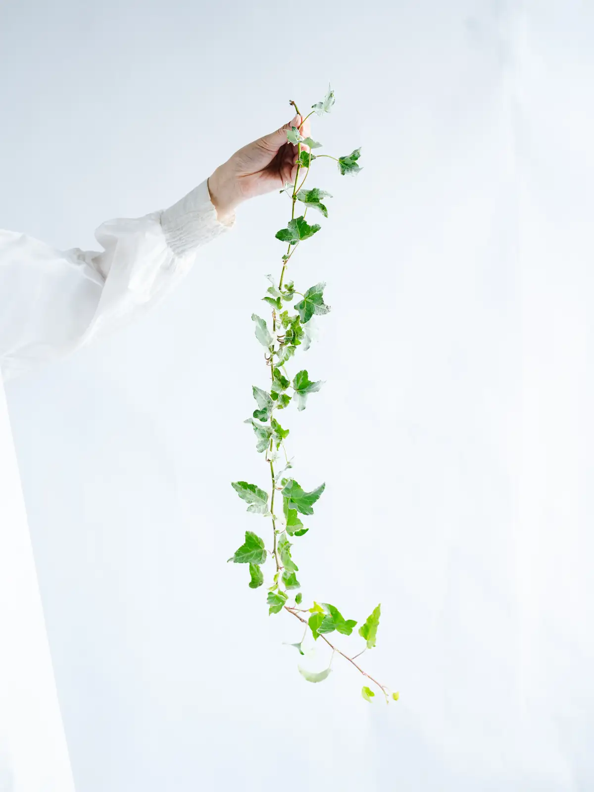 アイビー（緑）グレイシャー｜花の仕入れを簡単に。花材の卸通販｜ハナイチ