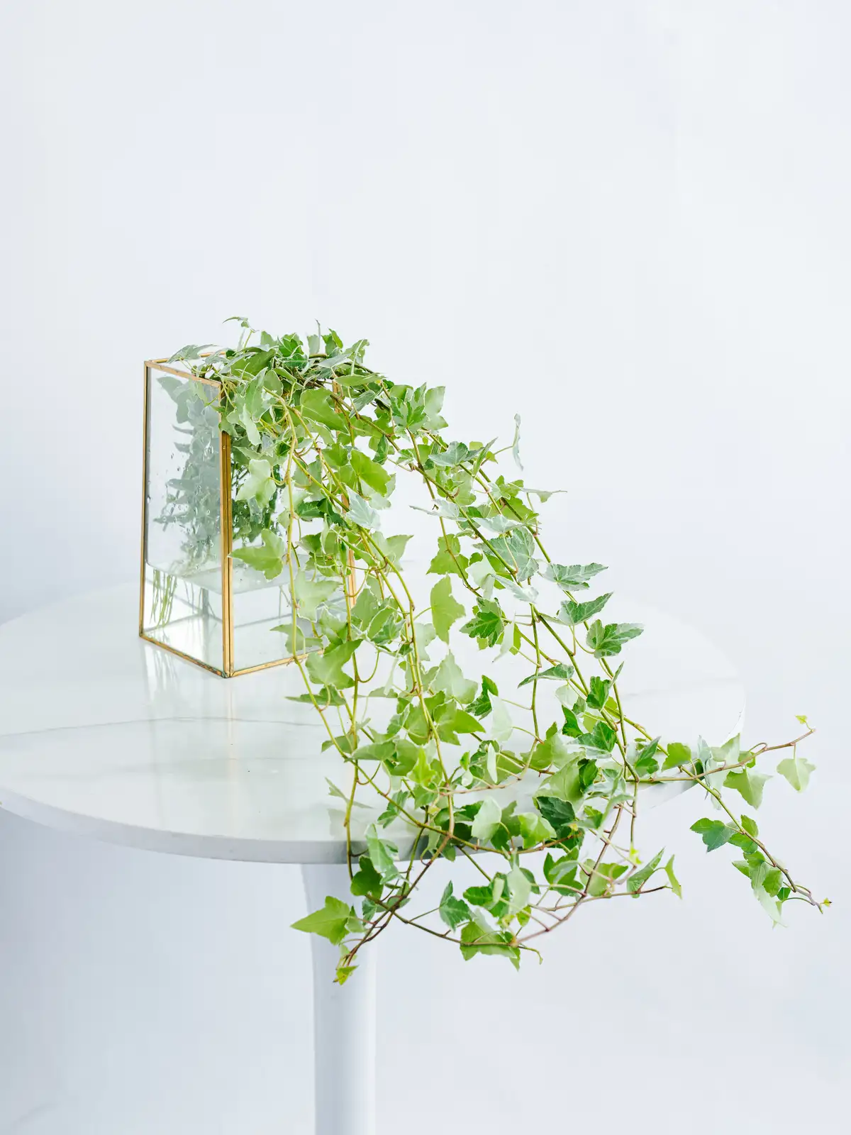 アイビー（緑）グレイシャー｜花の仕入れを簡単に。花材の卸通販｜ハナイチ