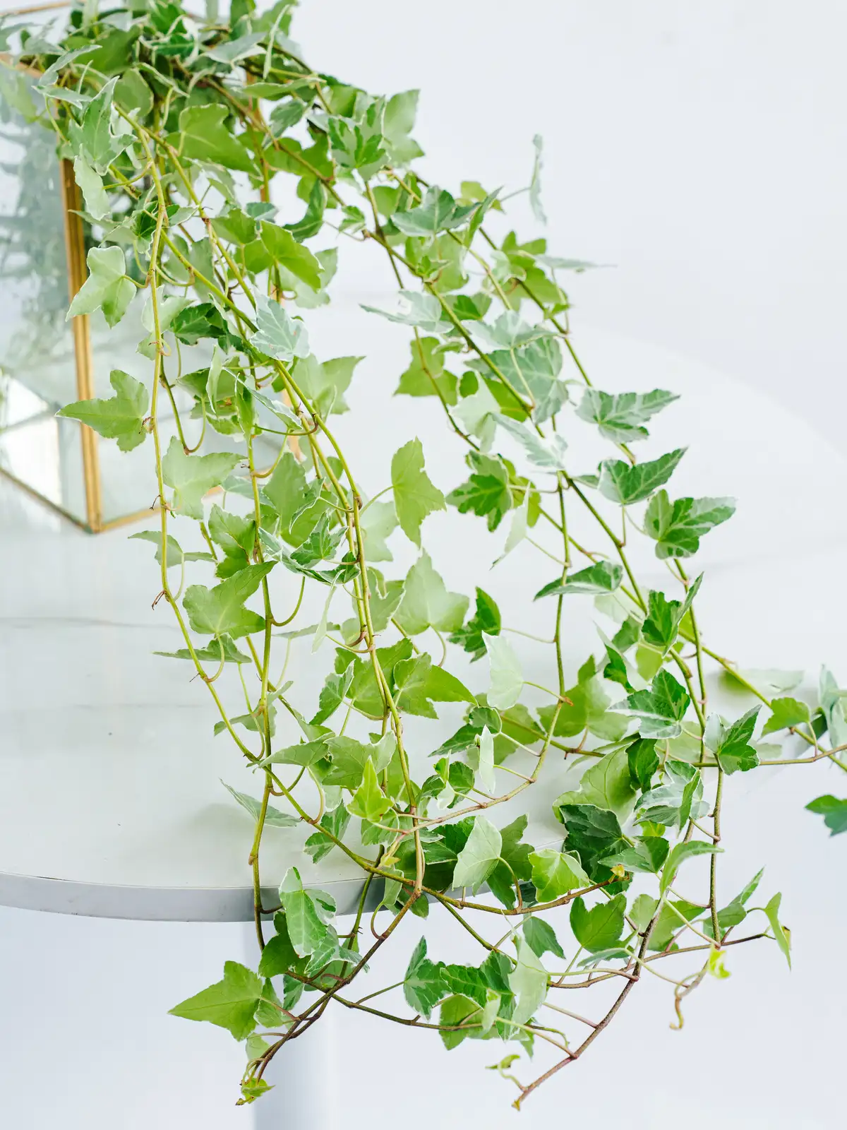 タイムセール】アイビー（緑）｜花の仕入れを簡単に。花材の卸通販