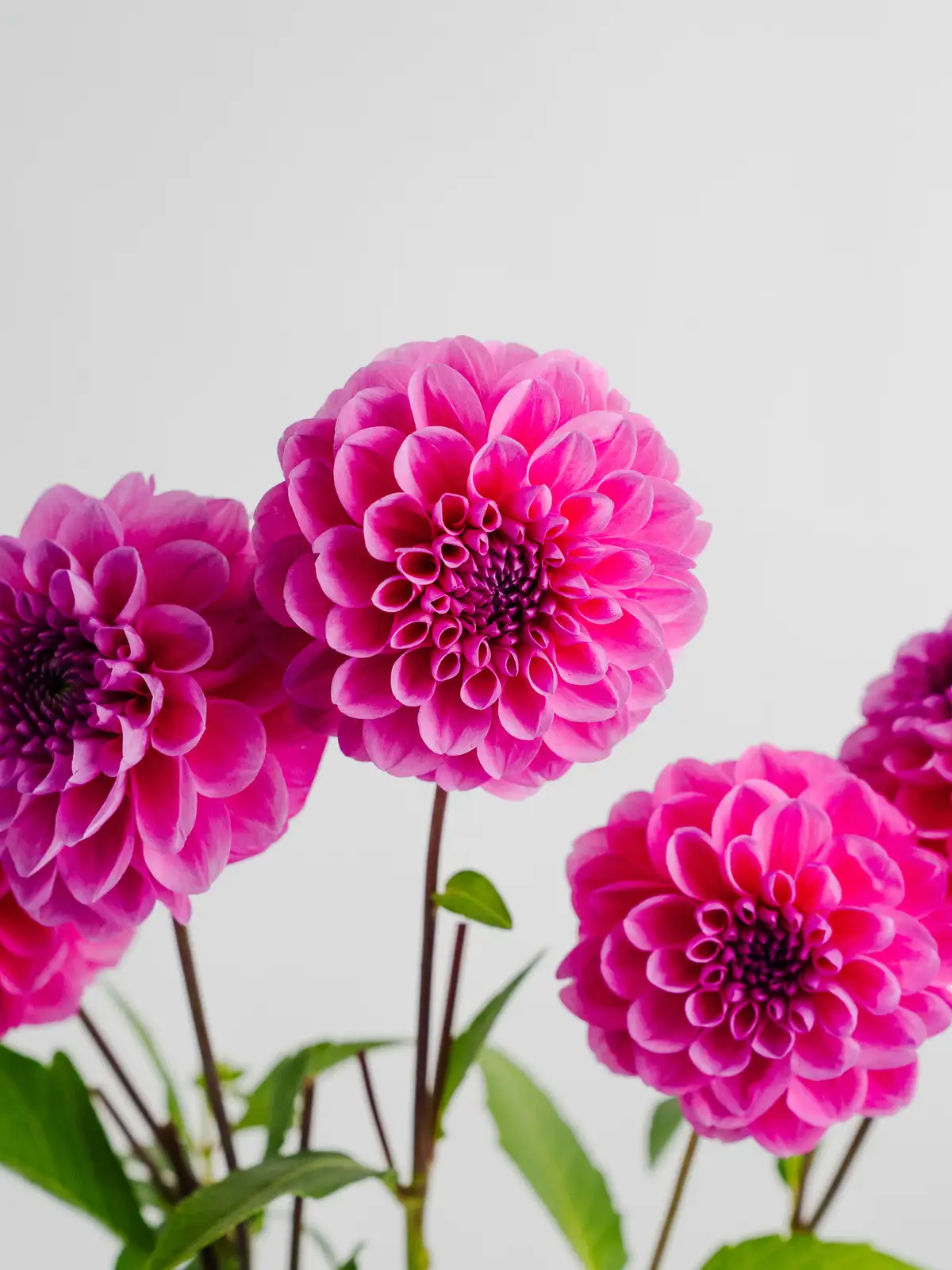 ☆ やすお☆可憐なダリアの花☆可愛いピンクのシューズ☆ピンクの