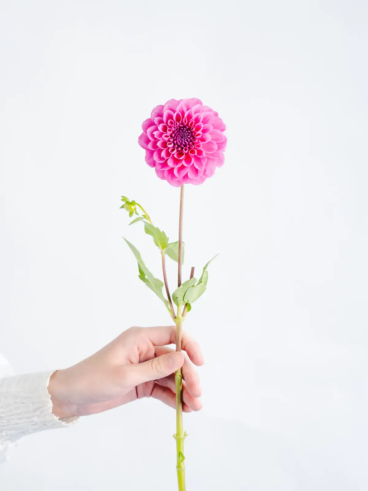 ダリア（濃ピンク）おまかせ品種｜花の仕入れを簡単に。花材の卸通販