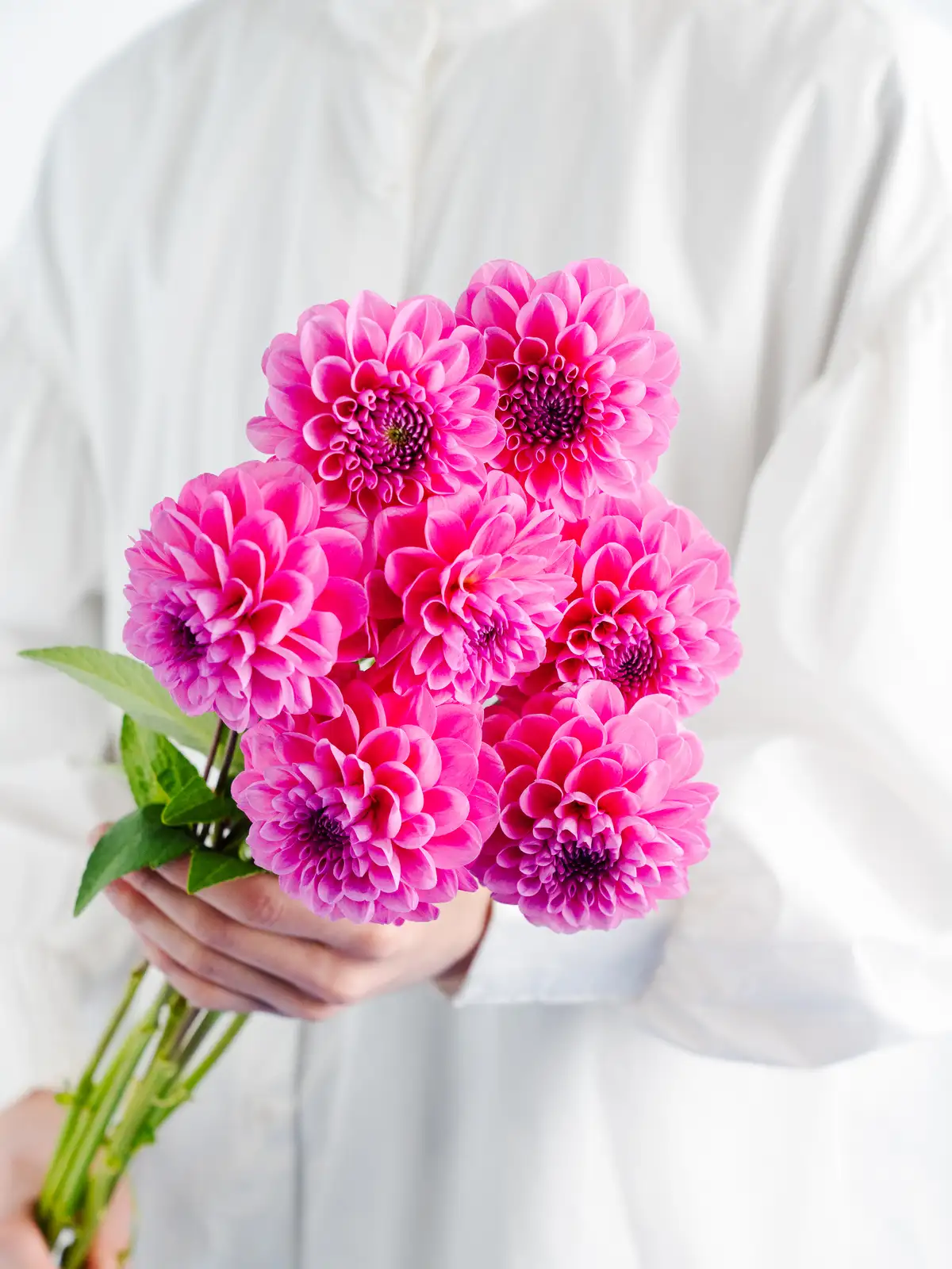 ピンクのダリア一覧｜花の仕入れを簡単に。花材の卸通販｜ハナイチ
