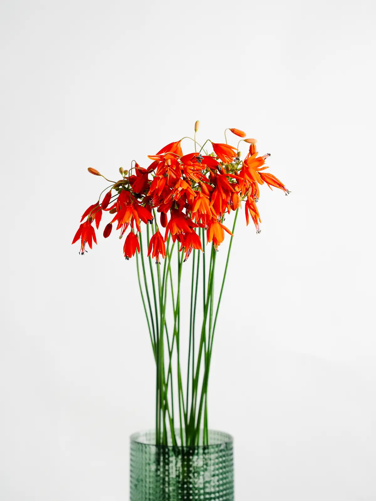 JA丸朝のベッセラ（オレンジ）エレガンス｜花の仕入れを簡単に。花材の