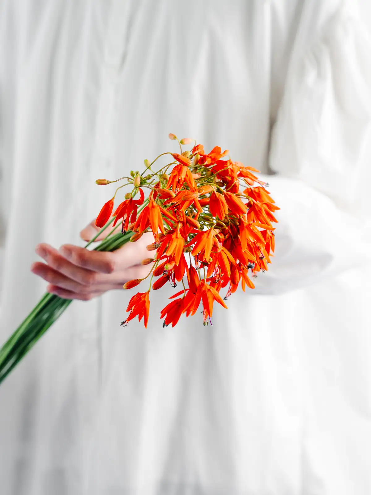 JA丸朝のベッセラ（オレンジ）エレガンス｜花の仕入れを簡単に。花材の