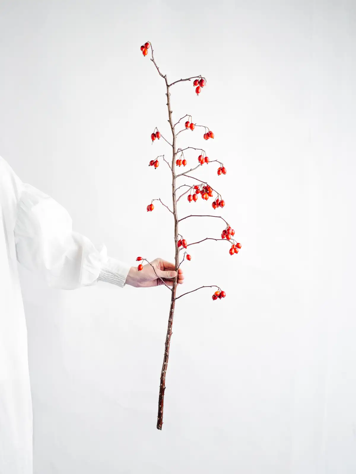 鈴バラ（オレンジ）ロサセティゲラ｜花の仕入れを簡単に。花材の卸通販