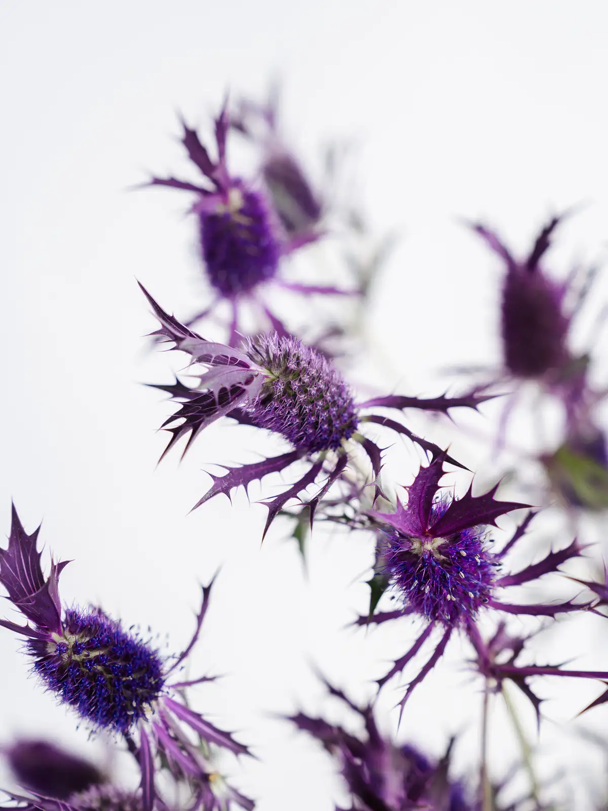 エリンジウム（紫）リーベンウォルシー｜花の仕入れを簡単に。花材の卸