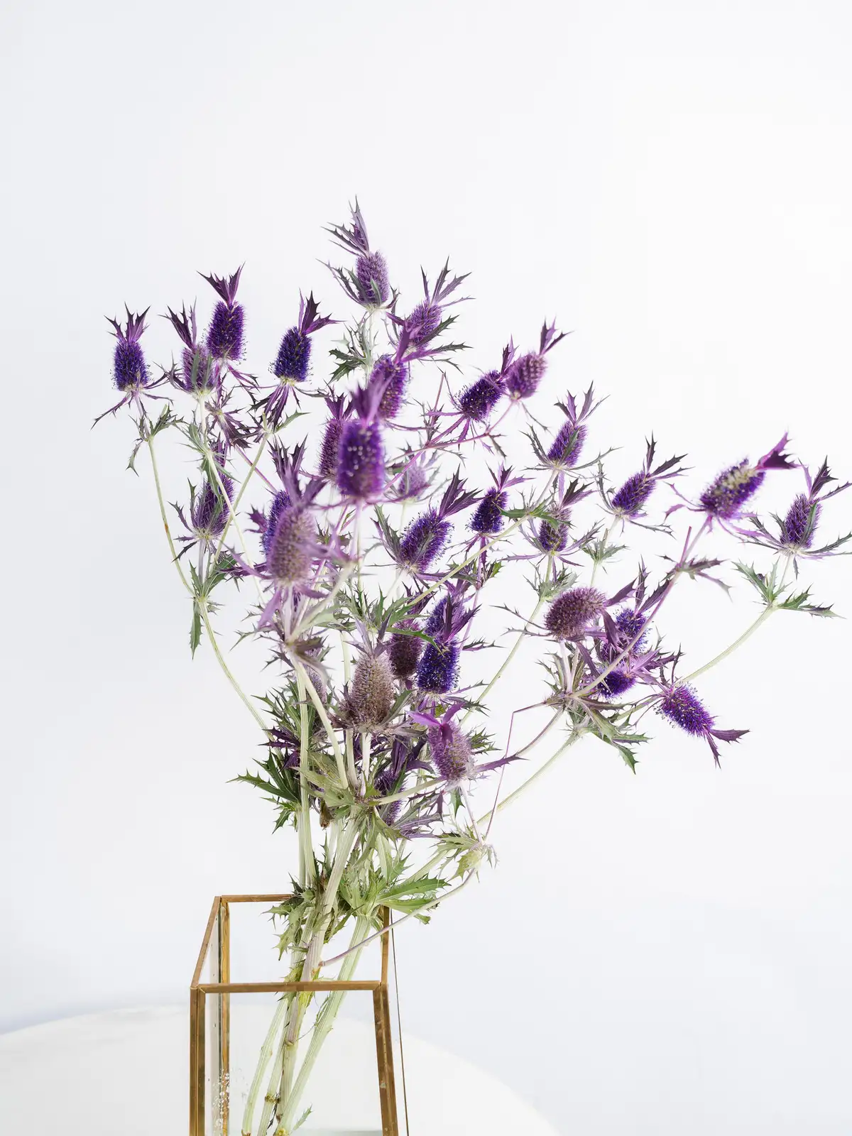 エリンジウム（紫）リーベンウォルシー｜花の仕入れを簡単に。花材の卸