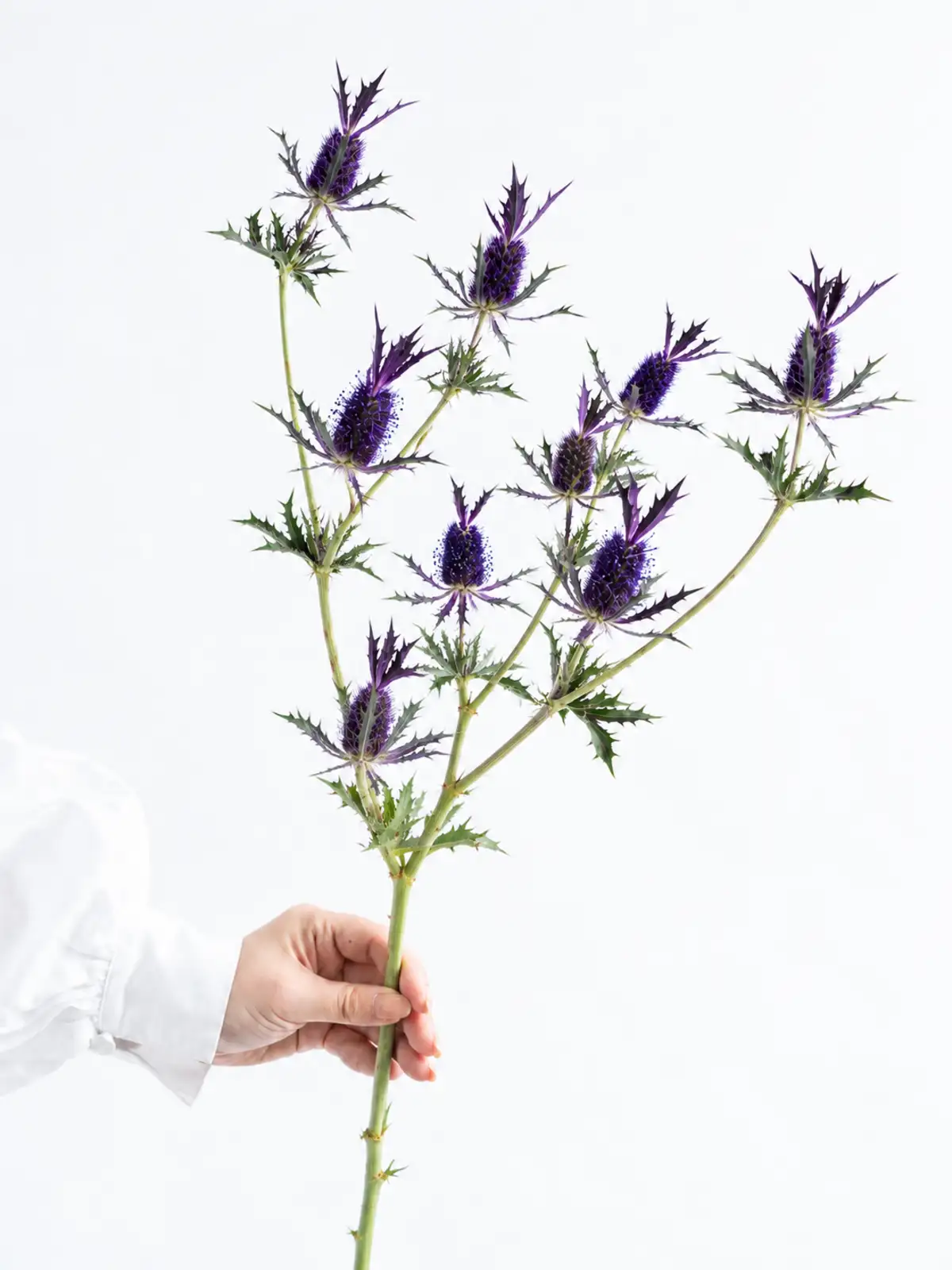 エリンジウム（紫）リーベンウォルシー｜花の仕入れを簡単に。花材の卸