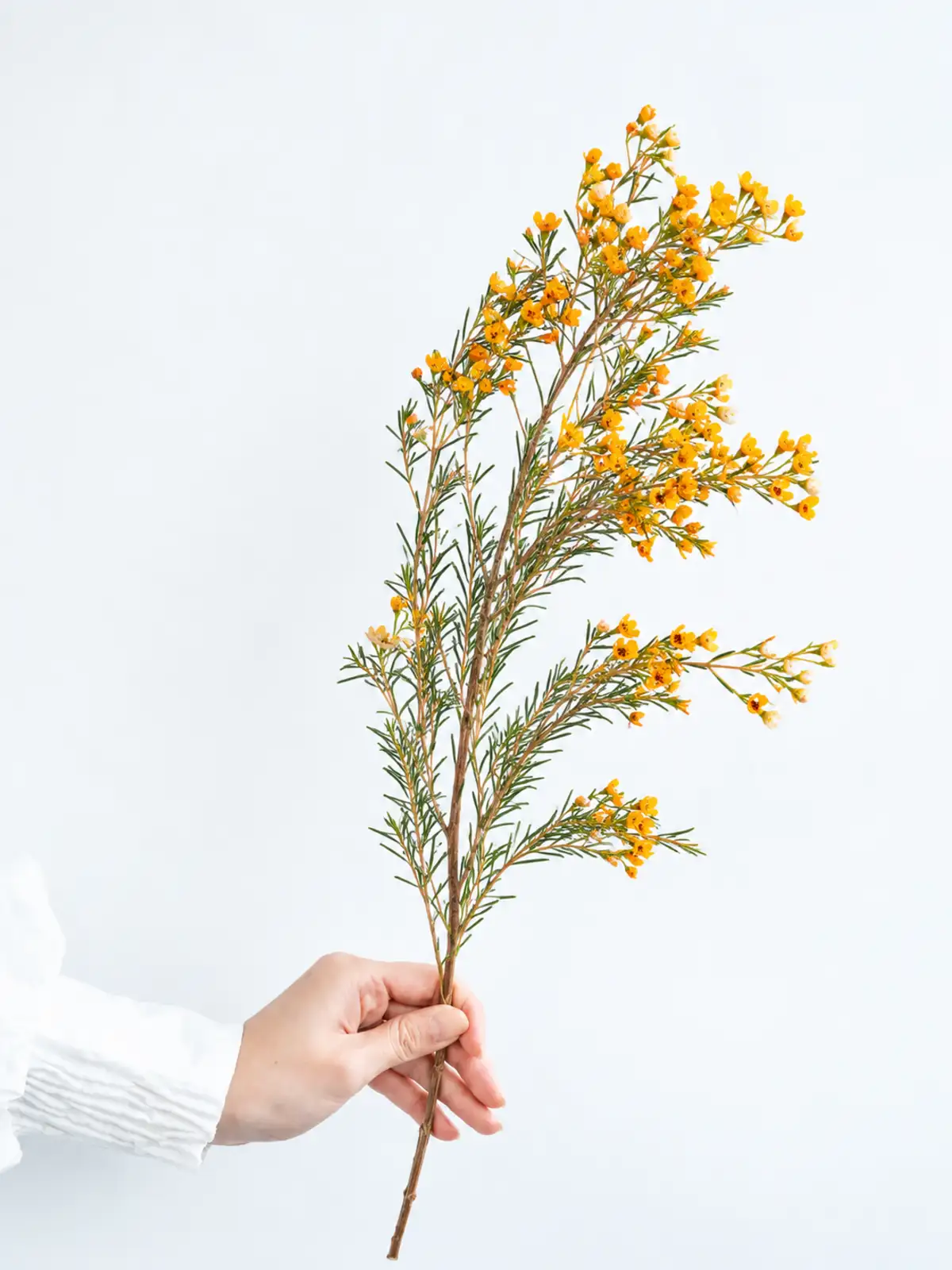 オレンジの花材一覧｜花の仕入れを簡単に。花材の卸通販｜ハナイチ