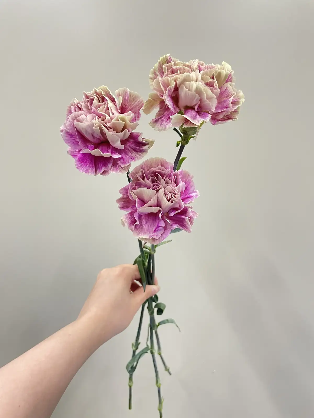 カーネーション （複色） アンティグア｜花の仕入れを簡単に。花材の卸