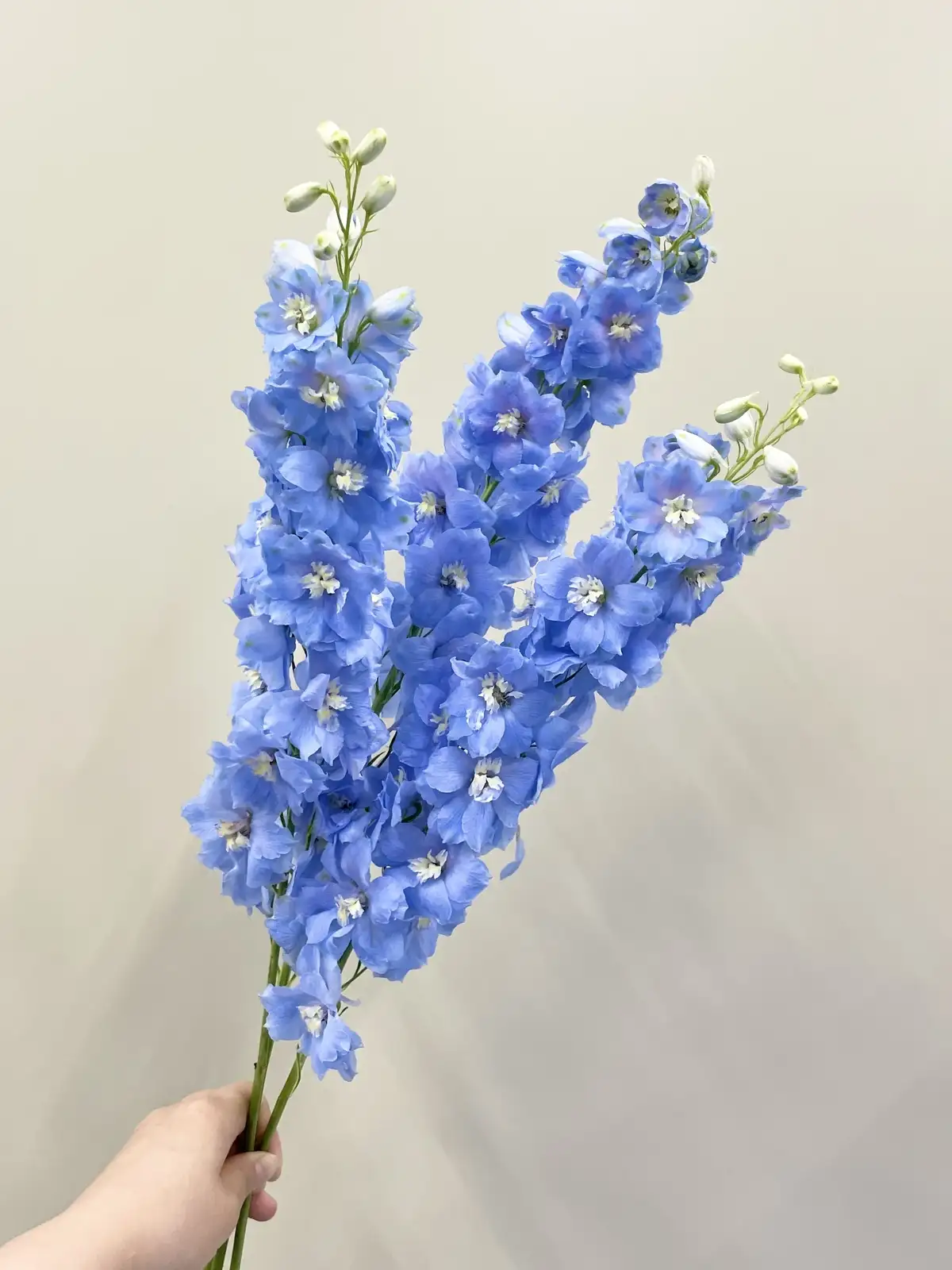 デルフィニューム （淡青） セレーノライトブルー｜花の仕入れを簡単に