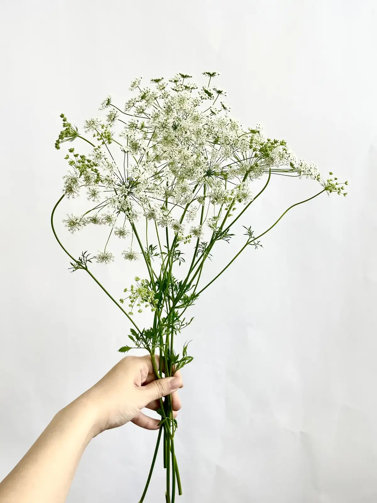 レースフラワー （白） ホワイトレース｜花の仕入れを簡単に。花材の卸