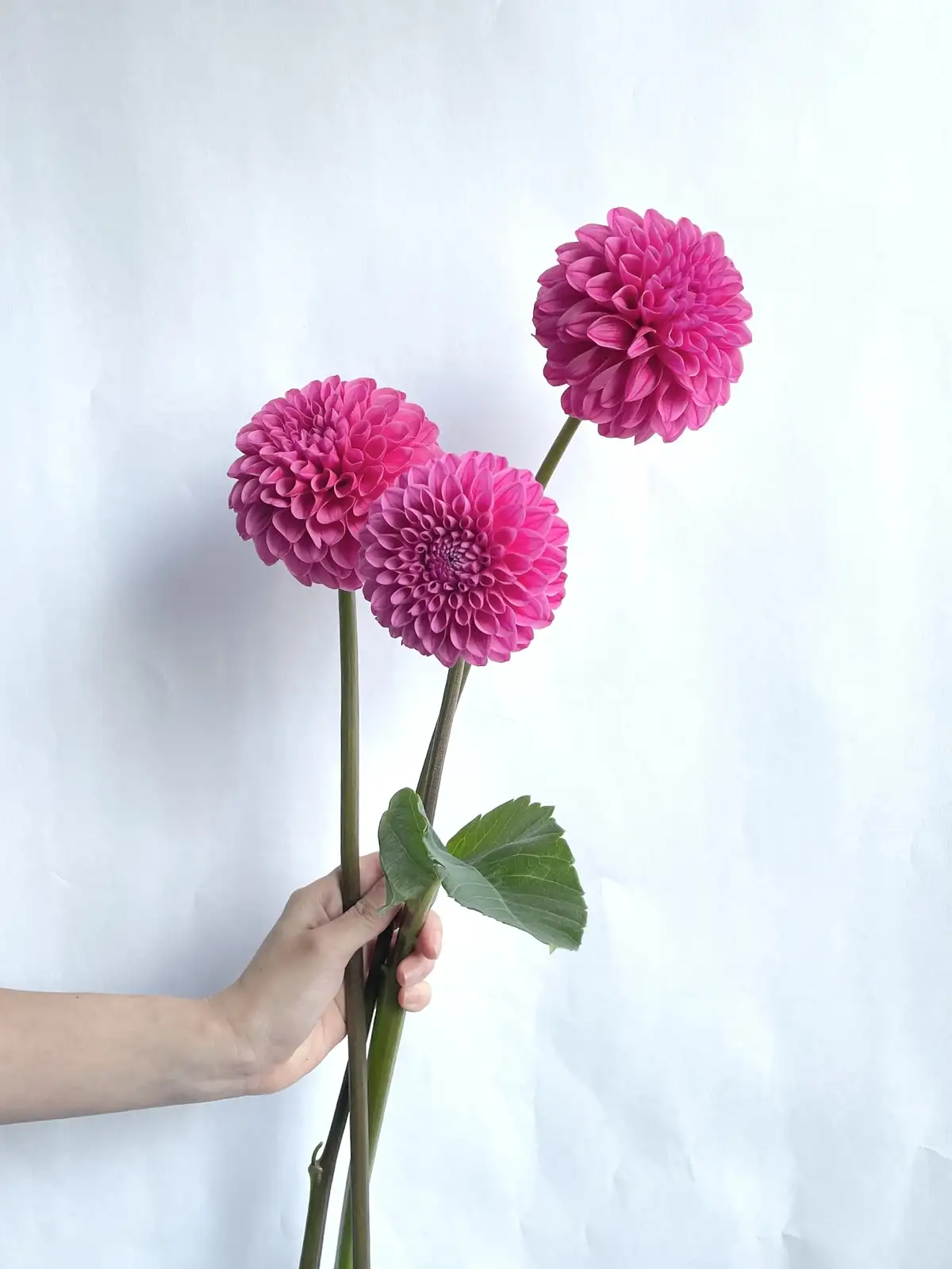 ダリア（濃ピンク）ミッチャン｜花の仕入れを簡単に。花材の卸通販