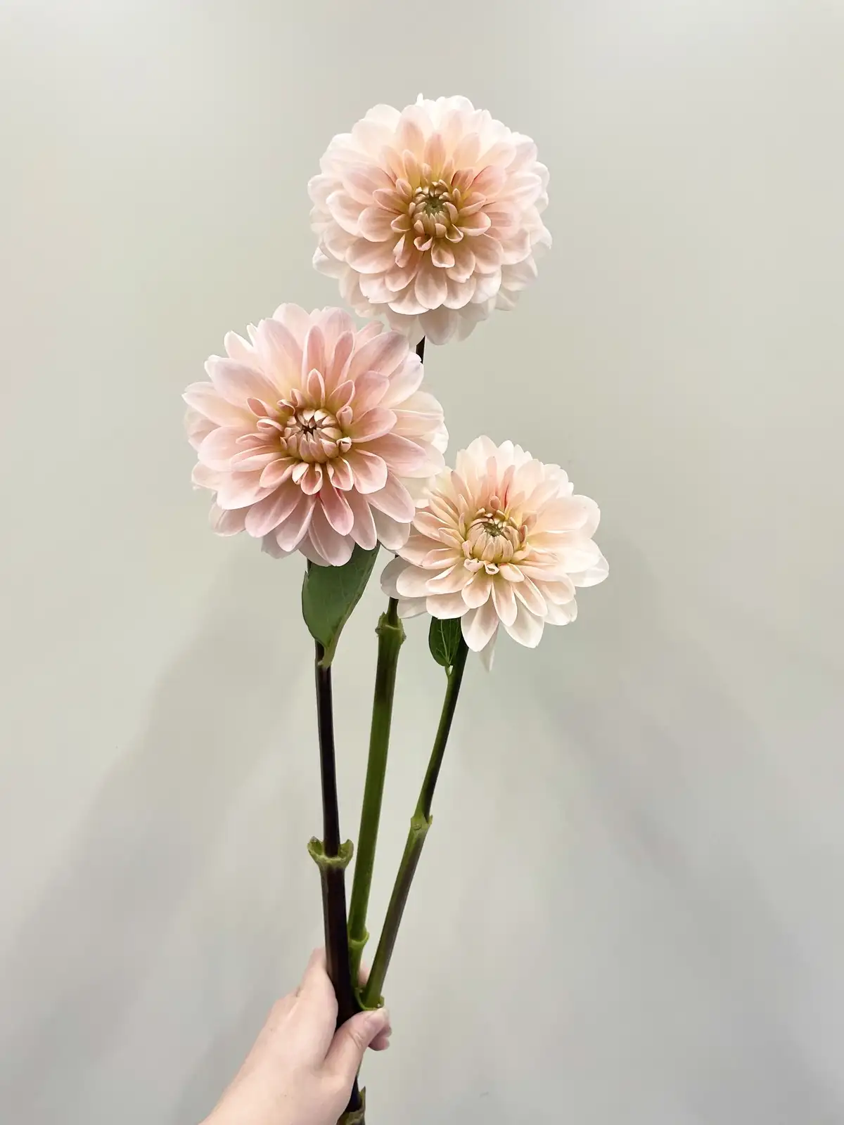 ダリア（複色）ルル｜花の仕入れを簡単に。花材の卸通販｜ハナイチ