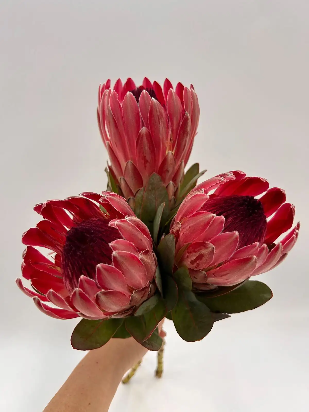 プロテア（赤）シャロン｜ハナイチ｜花と植物、資材の仕入れサイト