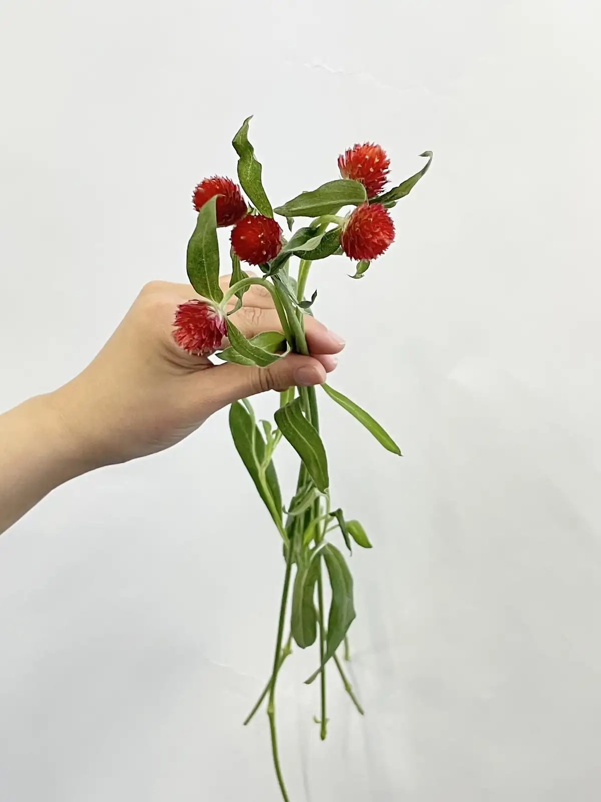 千日紅（赤）ストロベリーフィールド｜花の仕入れを簡単に。花材の卸