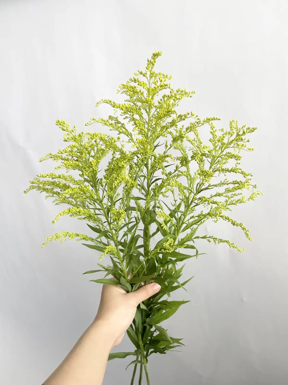 ソリダスター（黄）ソリダコ｜花の仕入れを簡単に。花材の卸通販｜ハナイチ