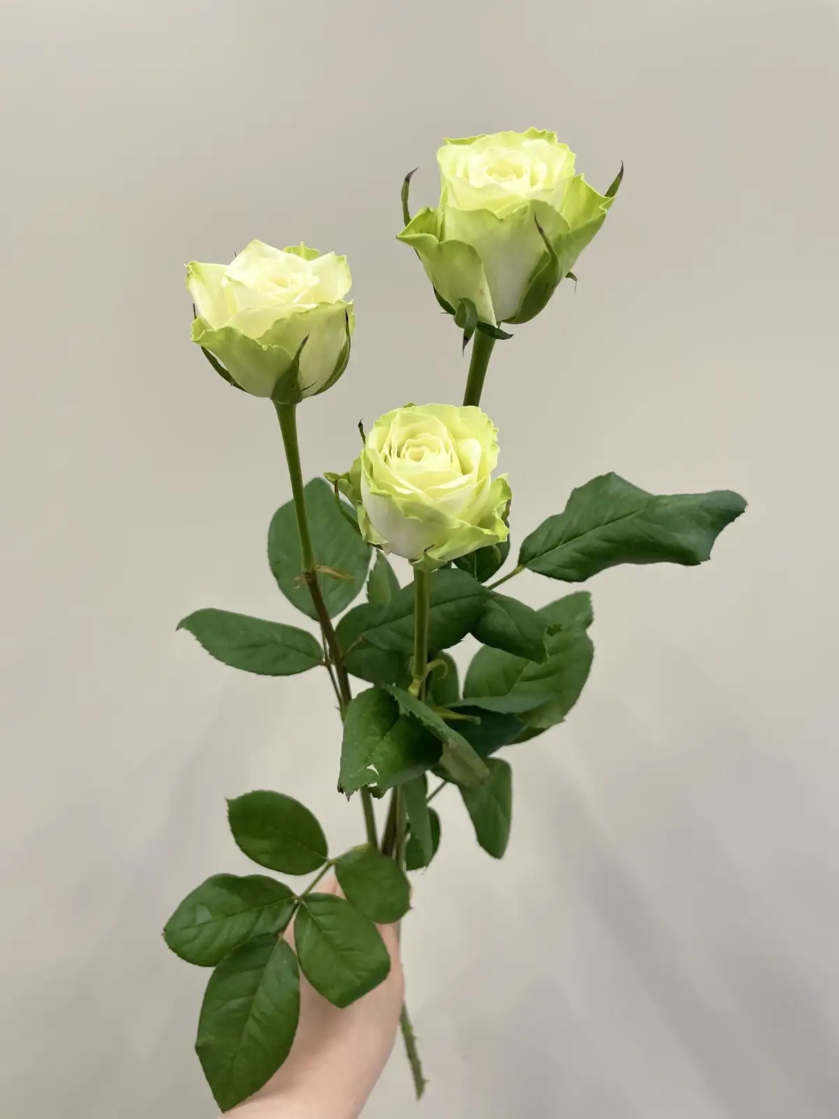 バラ（グリーン）ミントティー｜花の仕入れを簡単に。花材の卸通販