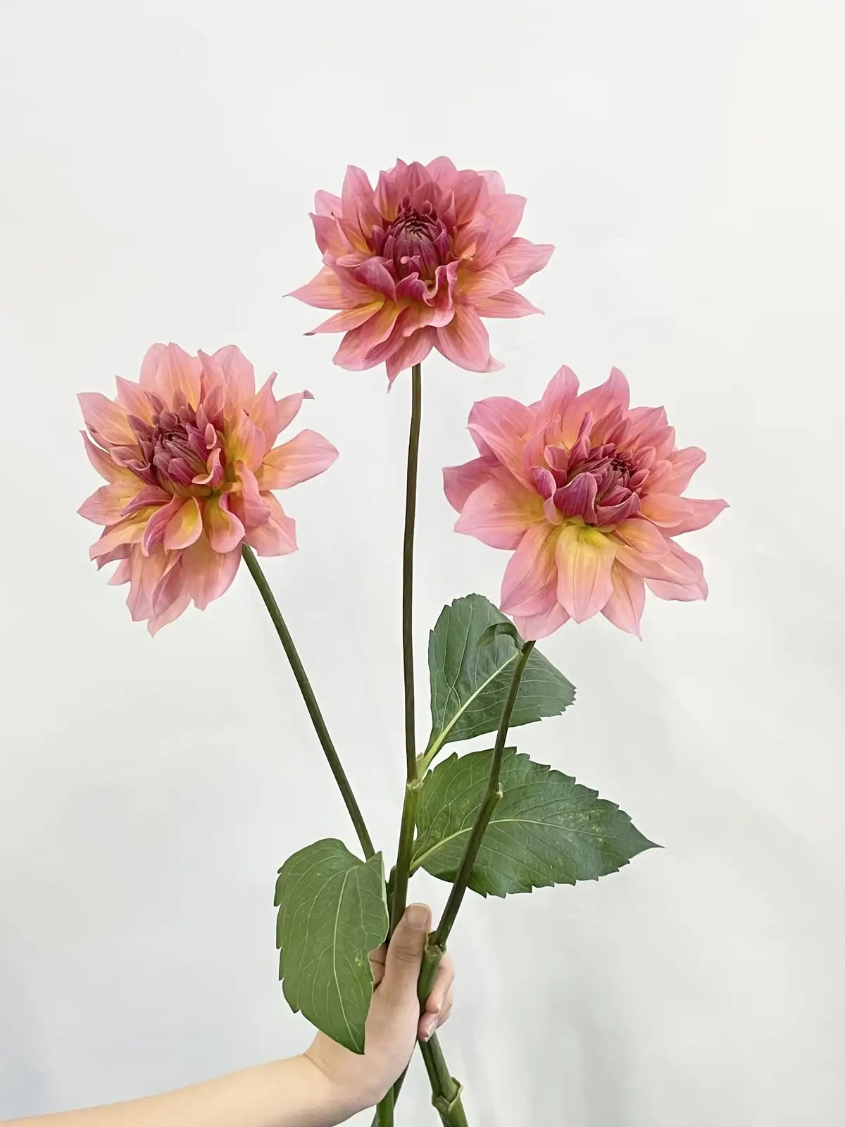 ダリア（複色）おまかせ品種｜花の仕入れを簡単に。花材の卸通販｜ハナイチ
