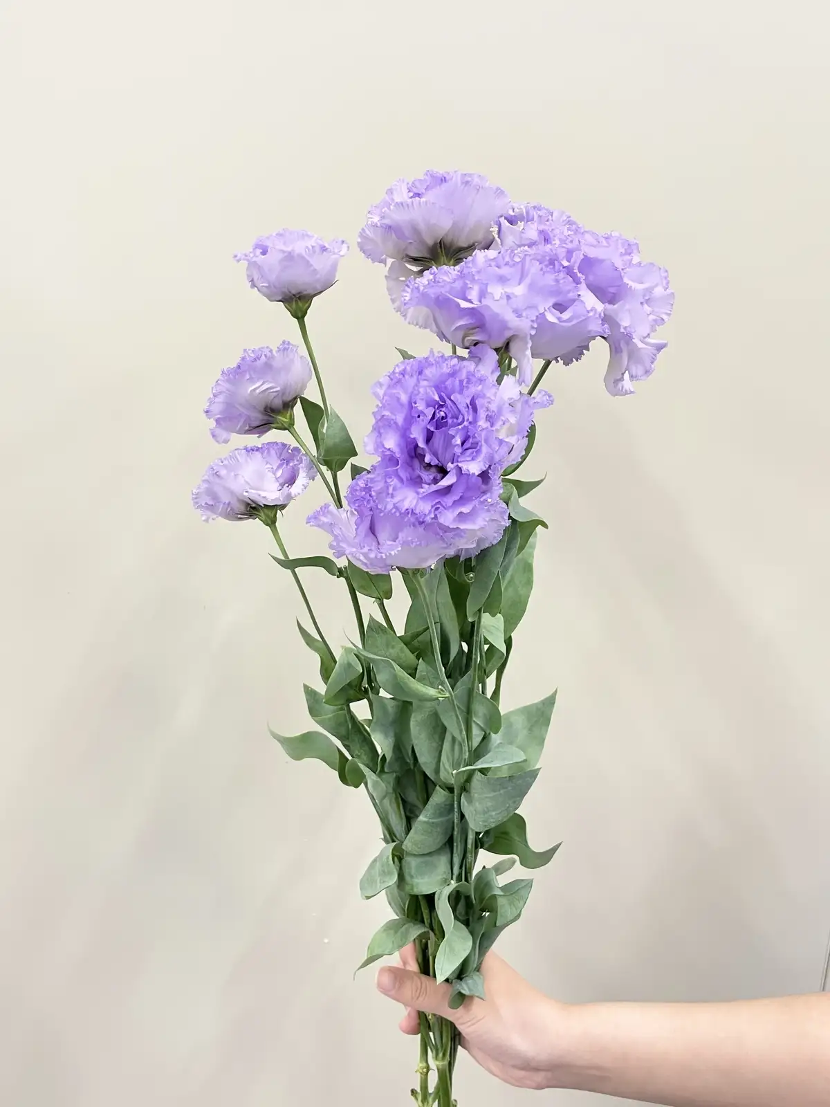 トルコキキョウ（淡紫）おまかせ品種｜花の仕入れを簡単に。花材の卸