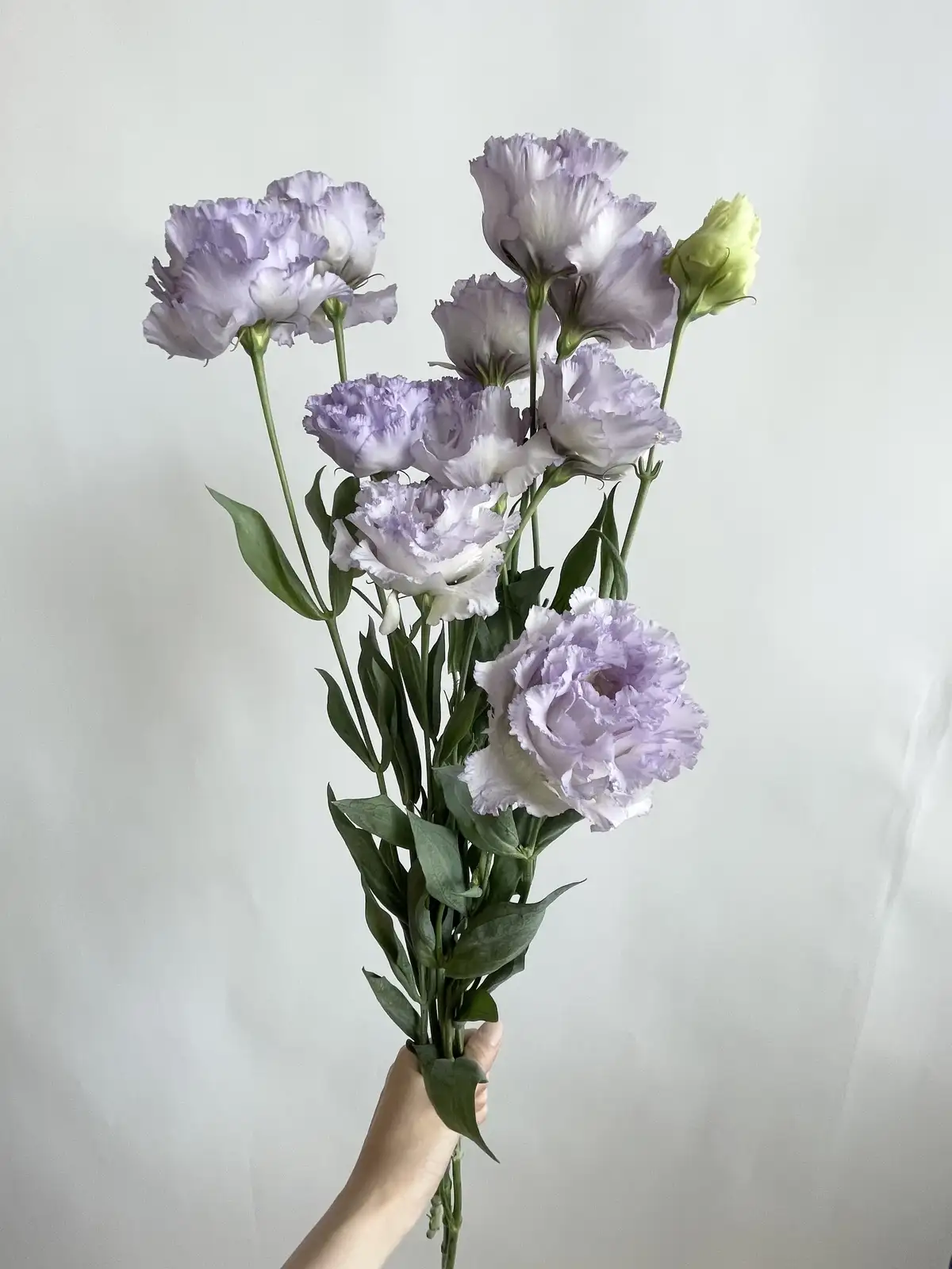 トルコキキョウ（淡紫）おまかせ品種｜花の仕入れを簡単に。花材の卸