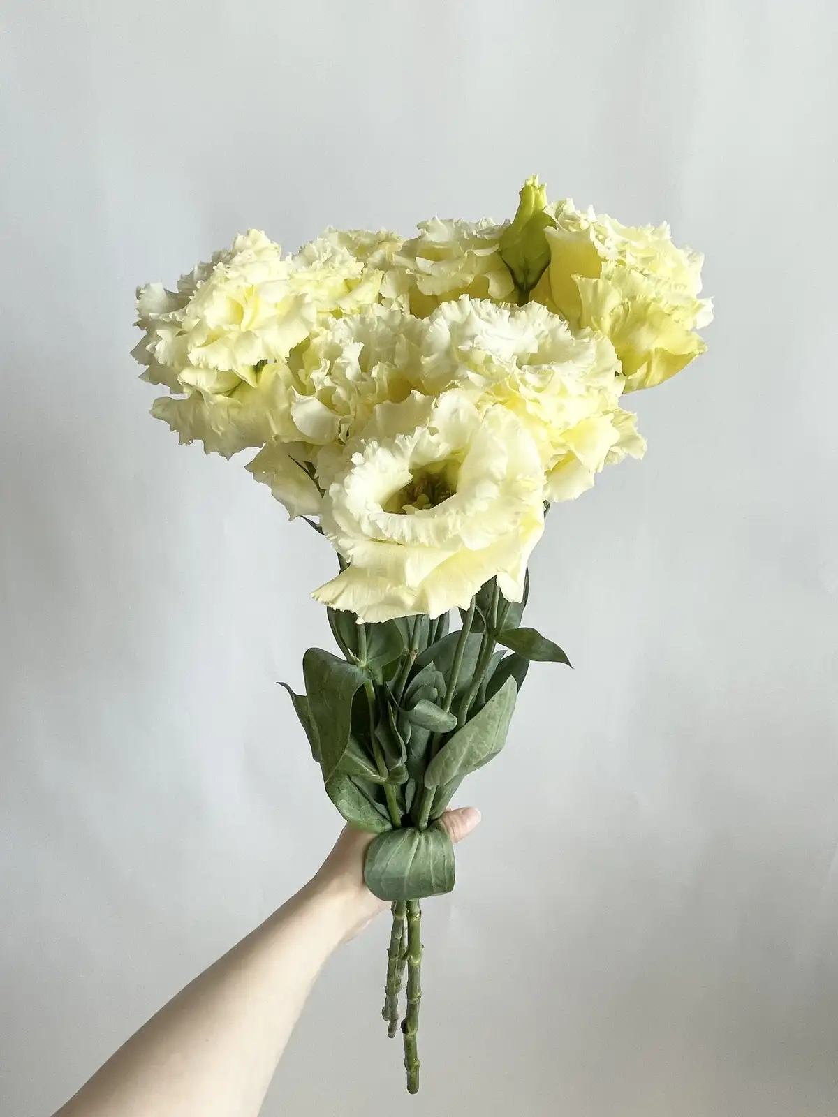 トルコキキョウ（黄）おまかせ品種｜花の仕入れを簡単に。花材の卸通販
