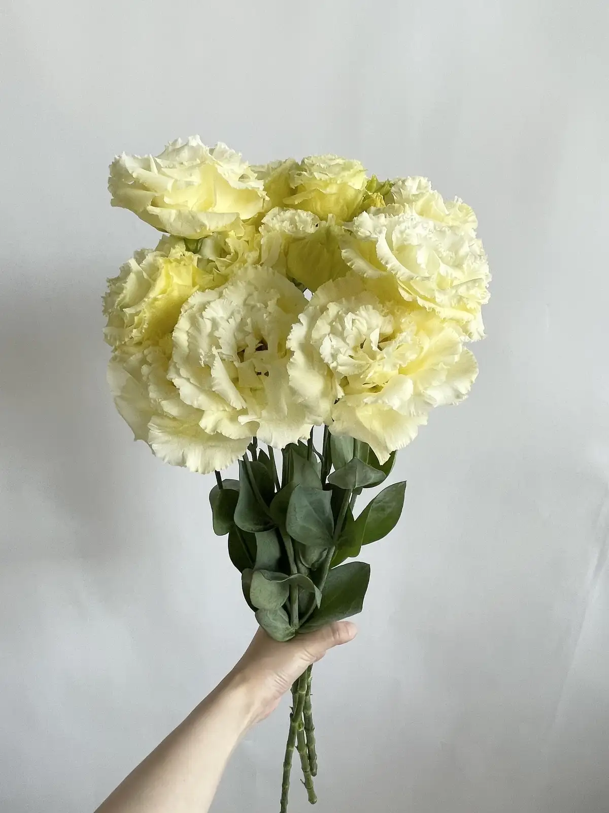 トルコキキョウ（黄）おまかせ品種｜花の仕入れを簡単に。花材の卸通販