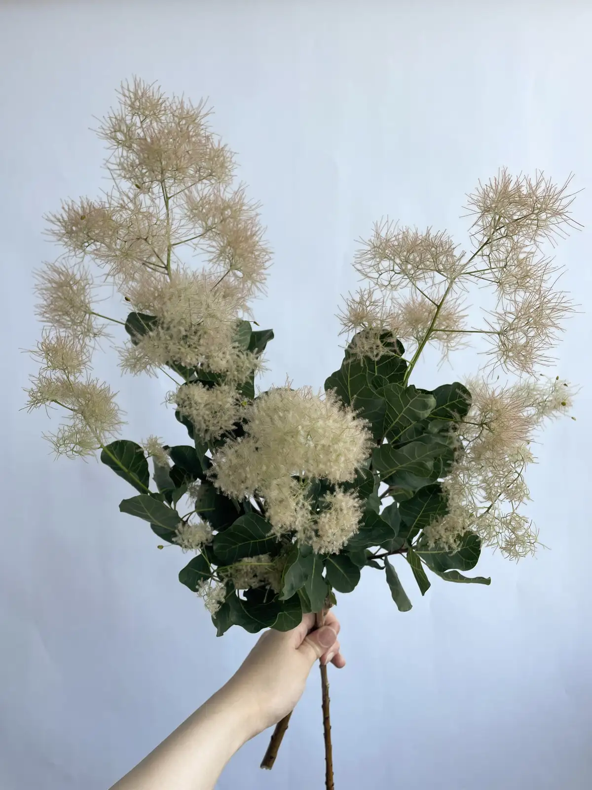 スモークツリー（グリーン）ホワイトファー｜花の仕入れを簡単に。花材