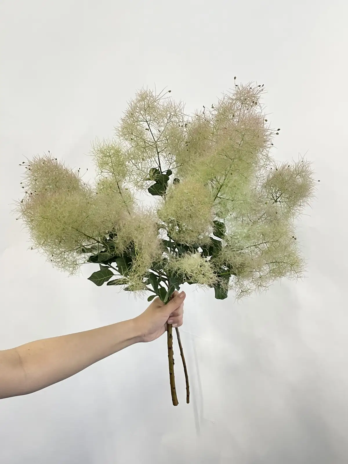 スモークツリー（グリーン）ホワイトファー｜花の仕入れを簡単に。花材