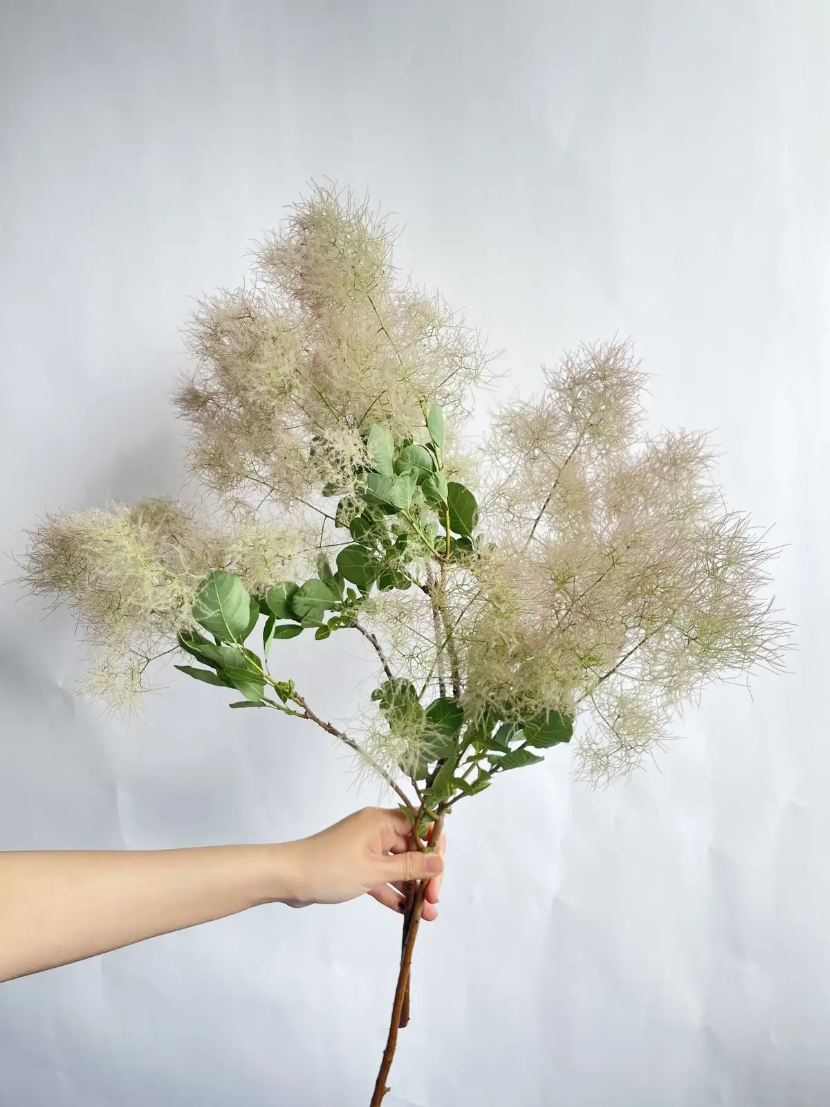 スモークツリー（複色）ピンクファー｜花の仕入れを簡単に。花材の卸