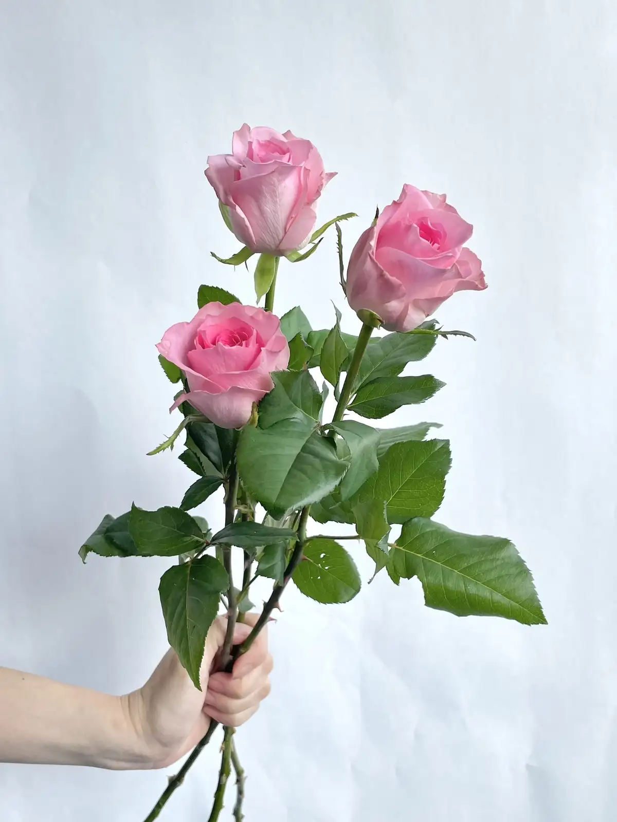 バラ（ピンク）ブロッサムピンク｜花の仕入れを簡単に。花材の卸通販